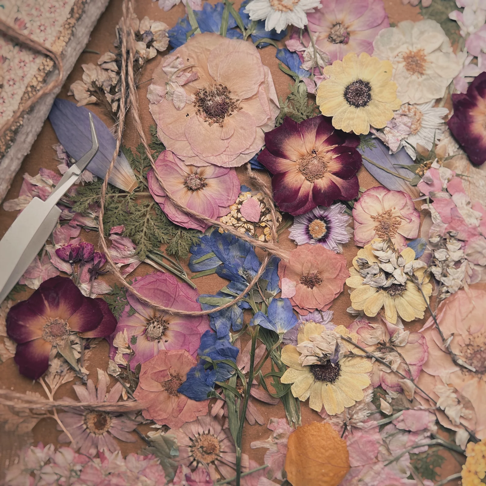 PRESSED FLOWERS & LEAVES