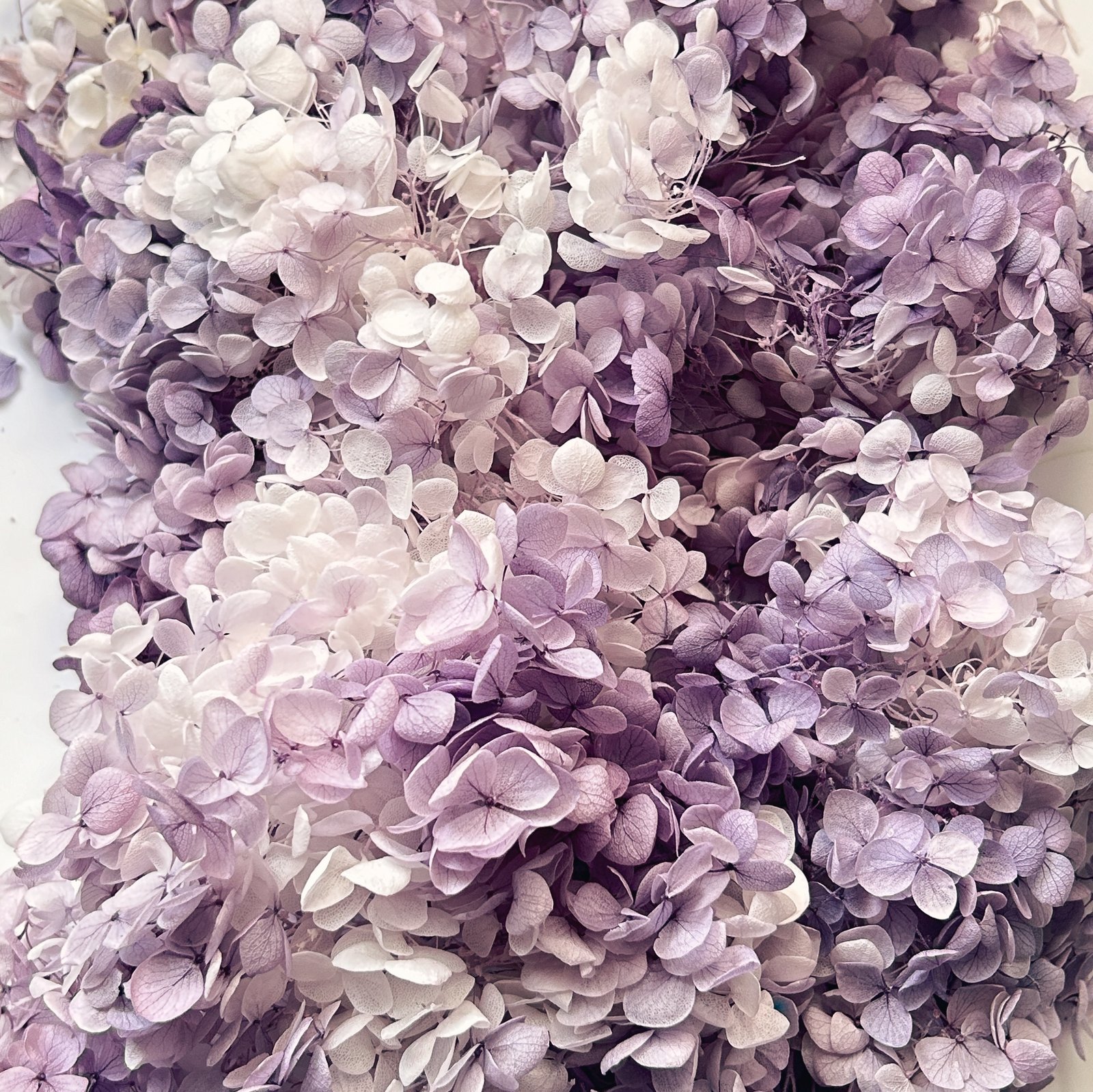 FOREVER HYDRANGEAS
